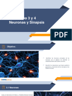 Tema 3. Neuronas y Sinapsis