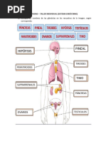 Actividad-Taller (Sistema Endócrino)