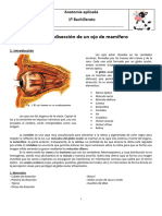 Práctica Disección de Un Ojo de Mamífero