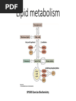 Lipid Metabolism