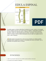 La Medula Espinal Exposicion