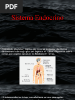 Sistema Endocrino