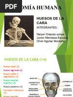 Anatomomia de Huesos de La Cara