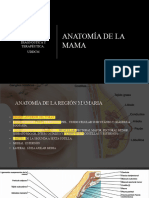 Anatomia de Mama