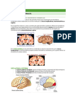 Tema 6. Psicbio - Hemisferios.