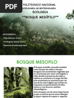 Bosque Mesofilo 2