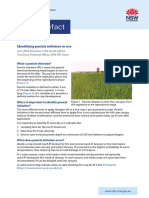 Identifying Panicle Initiation in Rice