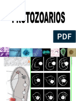 Protozoarios