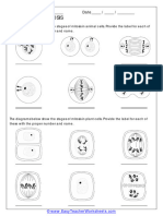 Stages of Mitosis