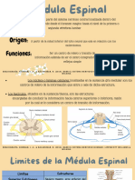 Exposicion de Medula Espinal