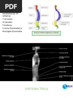 Columna Vertebral