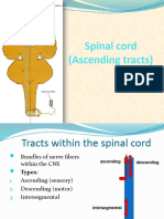 Ascending Tracts