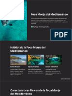 Foca Monje Del Mediterraneo