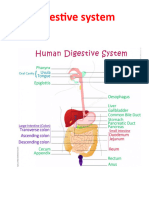 Digestive System