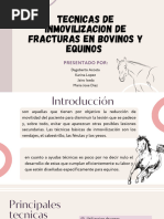 Tecnicas de Inmovilizacion de Fracturas en Bovinos y Equinos