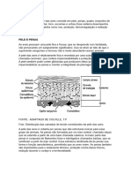 Trabalho Escrito - Tegumentar Aves