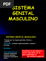 CFC - Masculino...