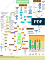 Infografia 3 Bioca