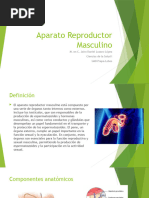 Aparato Reproductor Masculino