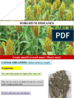 Sorghum and Bajra Disease