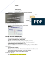 Neuroanatomia Apuntes