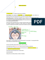 Tronco Encefálico-Clase 03