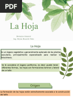 Hoja Botanica General