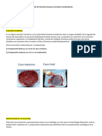 Placenta Humana - Periodo Prevellositario