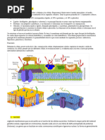 Membrana Plasmatica