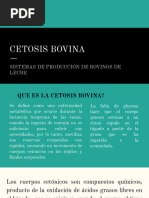 Cetosis Bovina