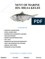 Hilsa Kelee Fish