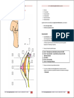 Schéma 1 - Anatomie Générale Du Sein