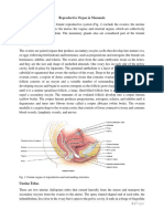 Reproductive Organ in Mammals