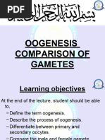 EMBRYO Oogenesis, Comparison of Gametes