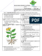 Prueba de Ciencias Las Plantas 3° 2021