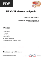 REAMP Testis & Penis Final