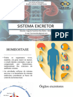 11 - Sistema Urinário