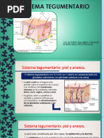 Sistema Tegumentario