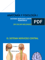 C6. SNC y Periférico