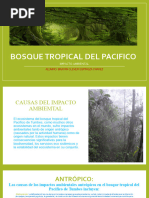 Bosque Tropical Del Pacifico