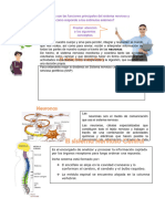 Ficha - Sistema Nervioso