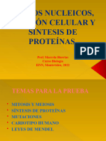 Äcidos Nucleicos División Celular y Síntesis de Proteínas