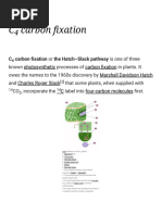 C4 Carbon Fixation - Wikipedia