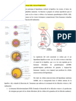 Embriologia Primer Parcial H A CCD