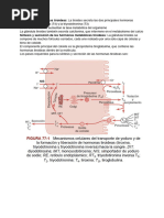 Hormonas Metabolicas Tiroideas