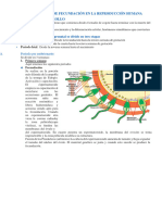 Etapas de Fecundacion y Gestacion