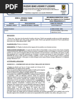 Guia 3 Organos Sentidos - Octavo