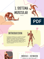 Sistema Muscular