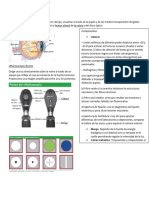 Oftalmoscopía Directa