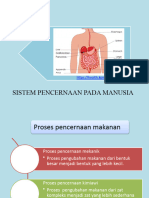 Sistem Pencernaan Pada Manusia